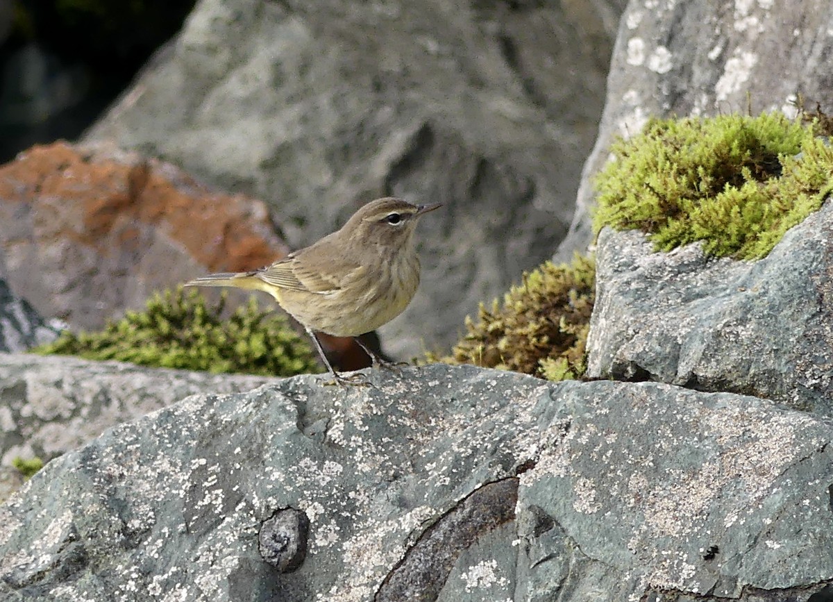Palm Warbler - ML643161315