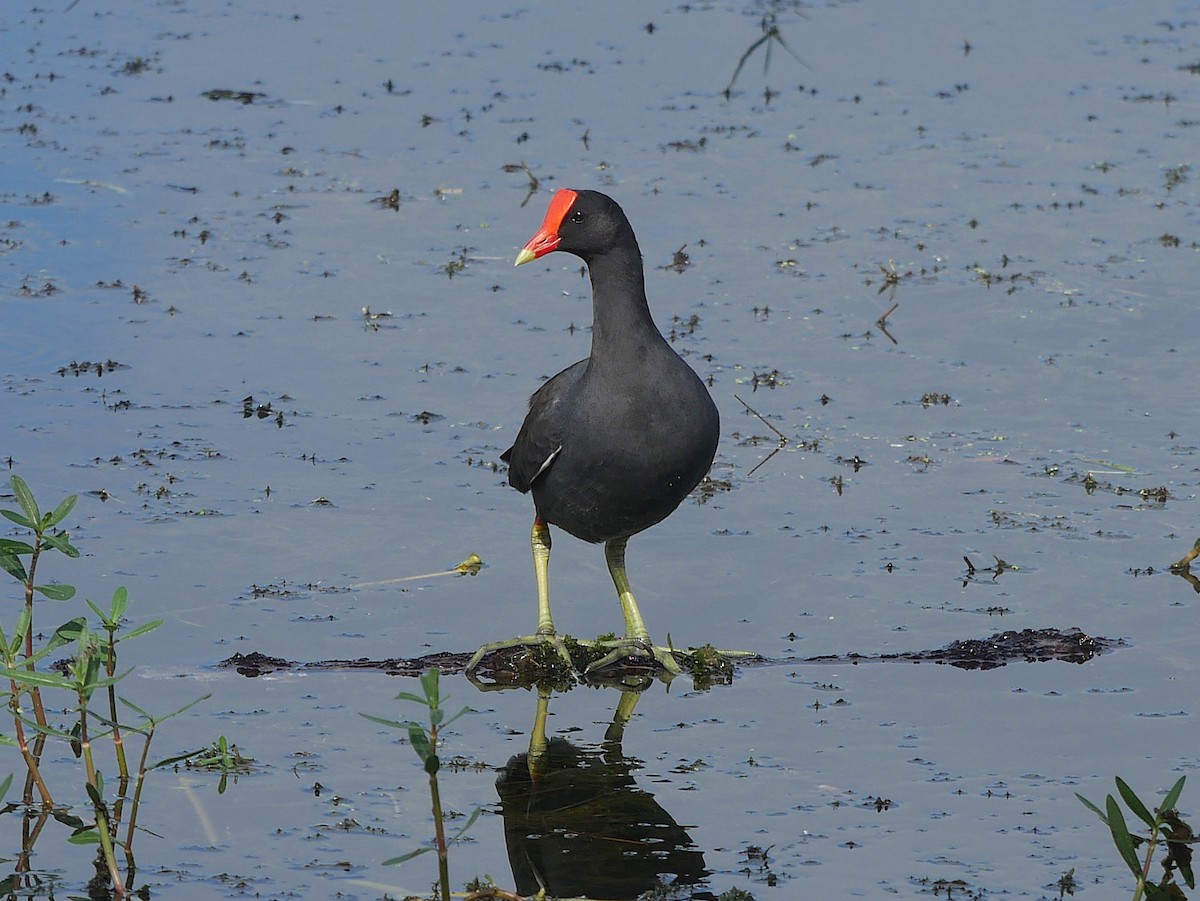 Common Gallinule - ML643161319