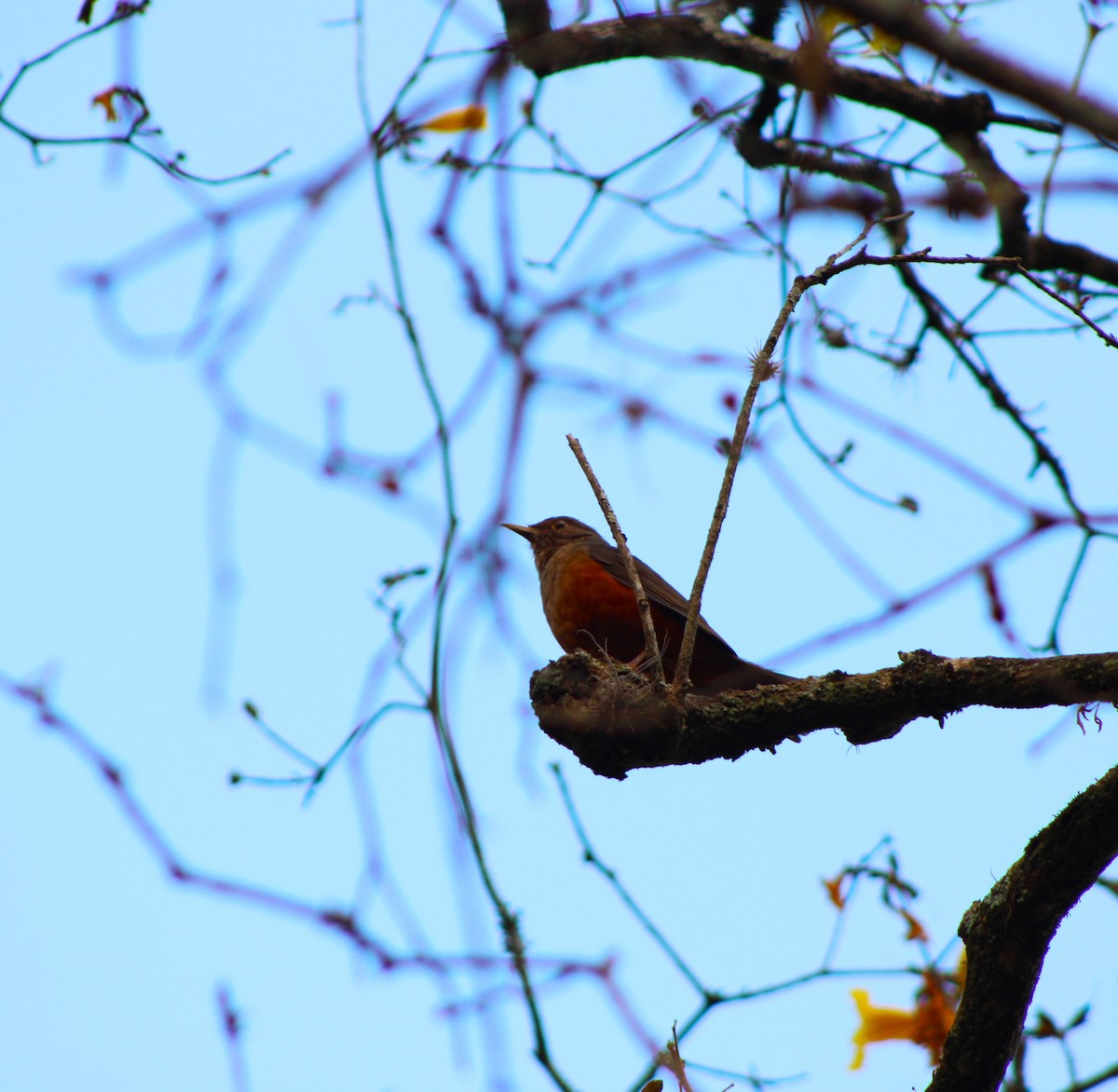 Rufous-bellied Thrush - ML643161320
