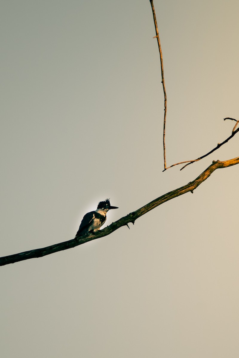 Belted Kingfisher - ML643161321