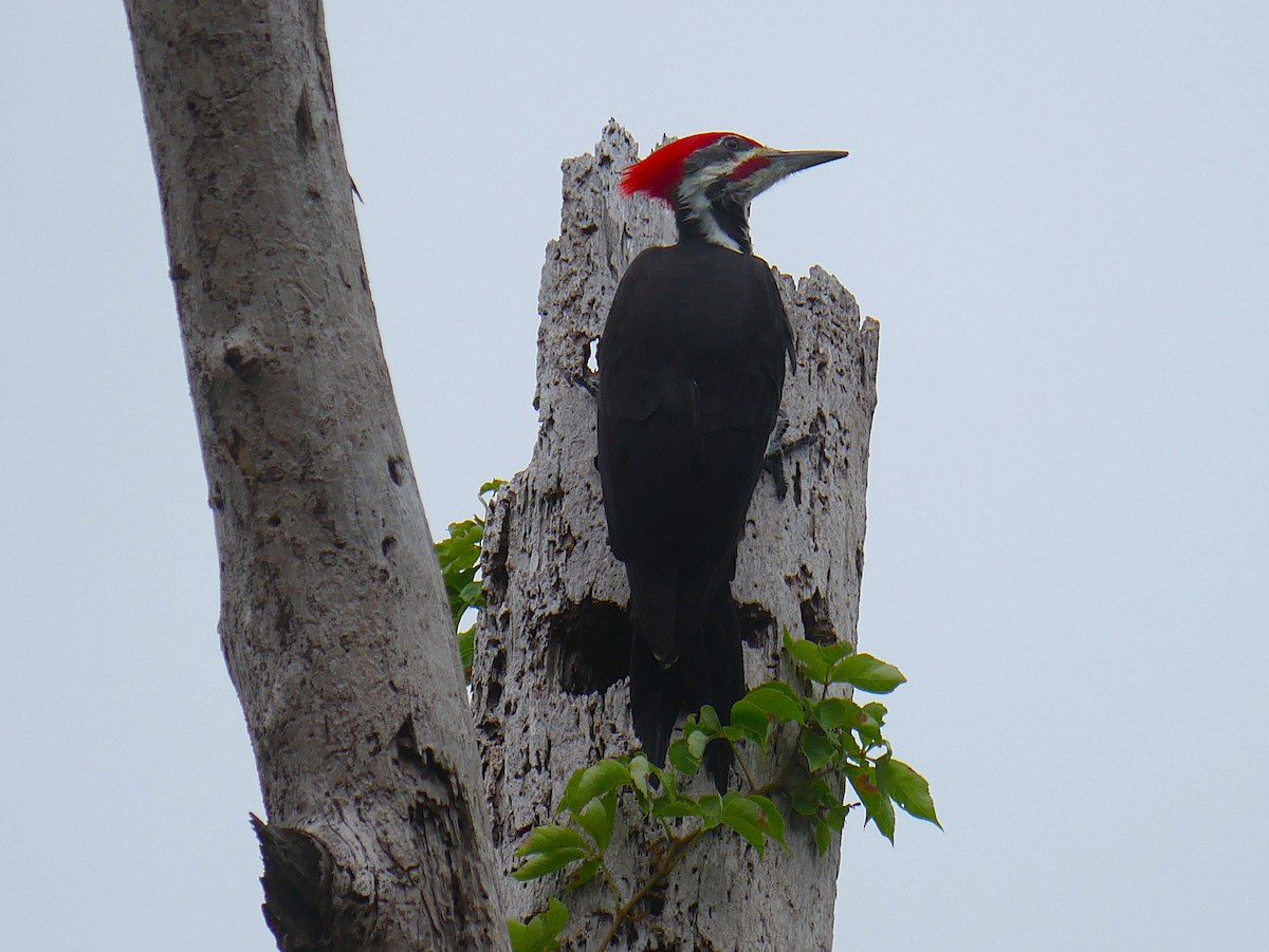 Pileated Woodpecker - ML643161322