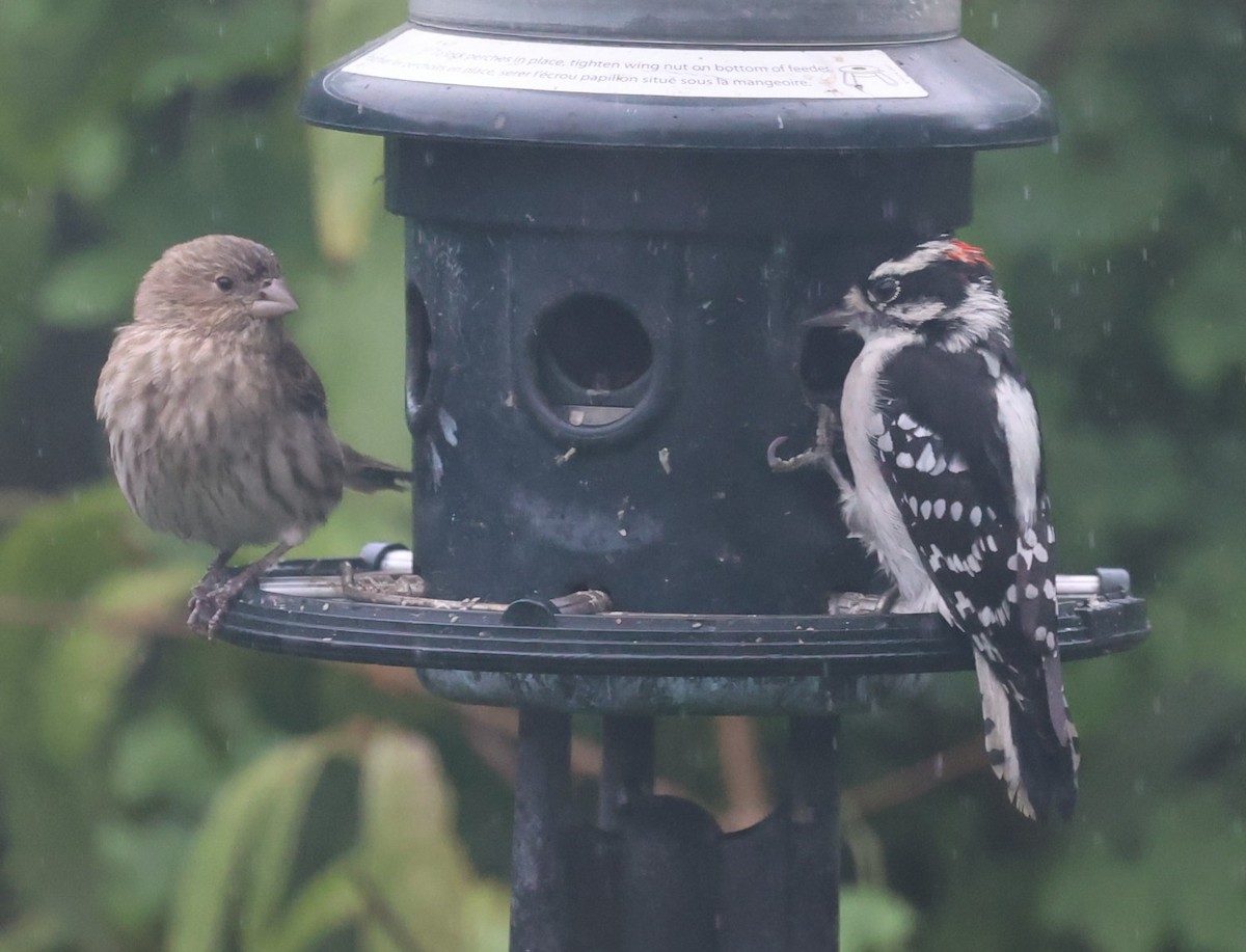House Finch - ML643161323