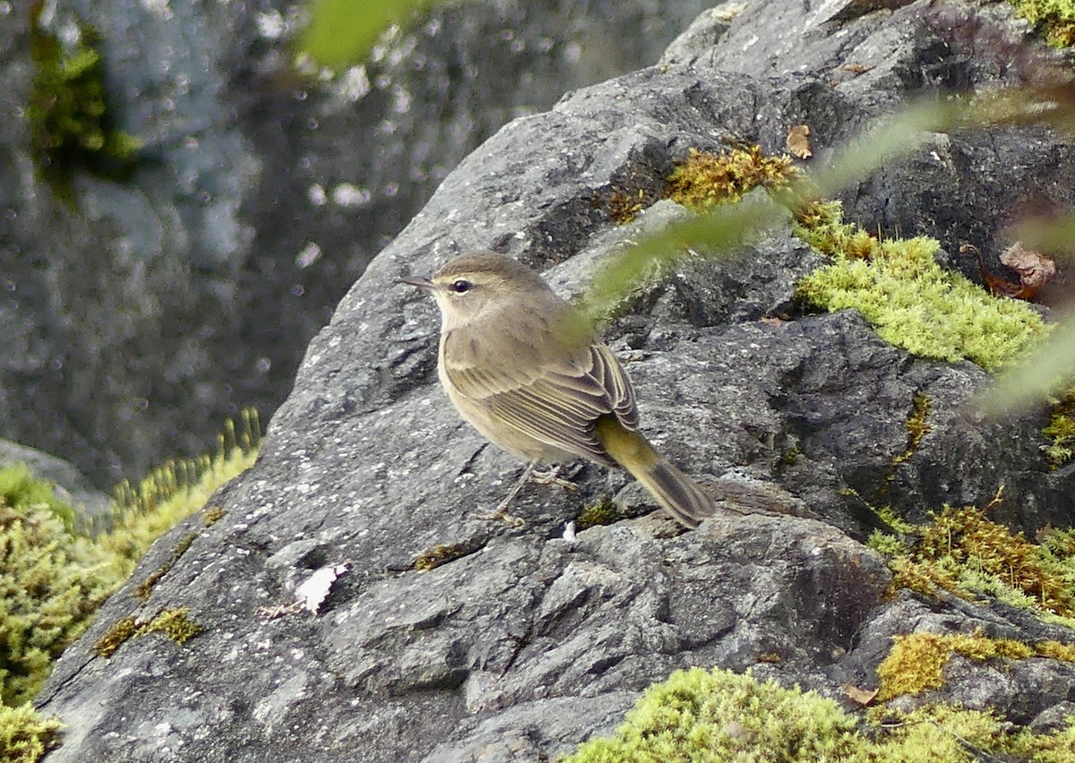 Palm Warbler - ML643161324