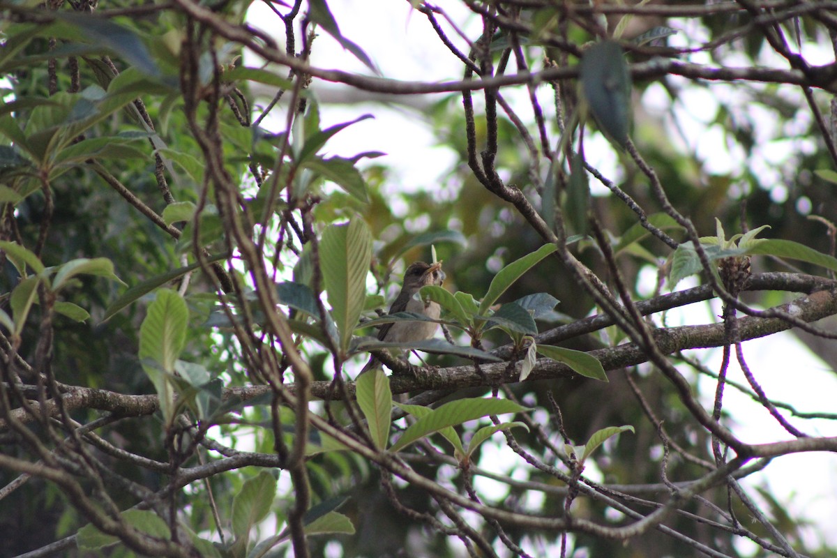 Creamy-bellied Thrush - ML643161325