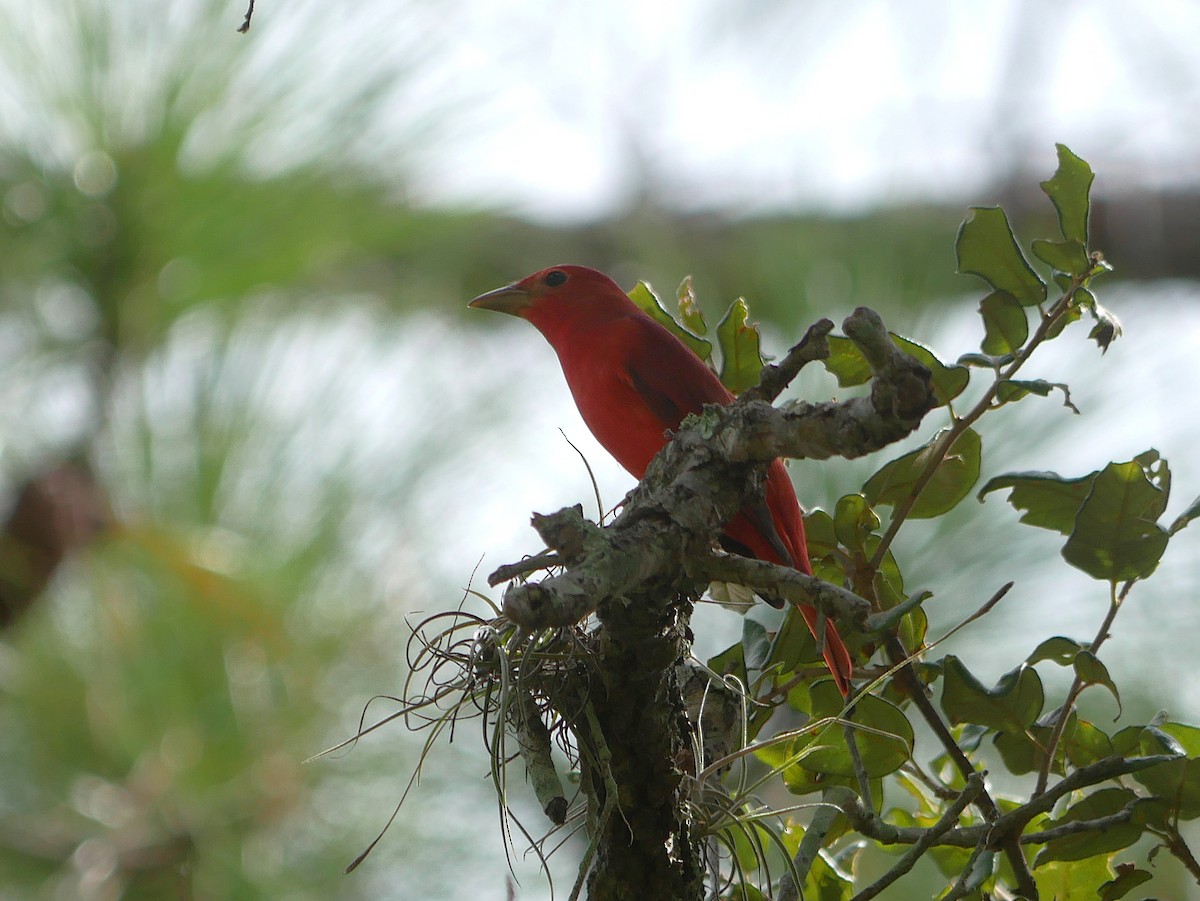 Summer Tanager - ML643161326
