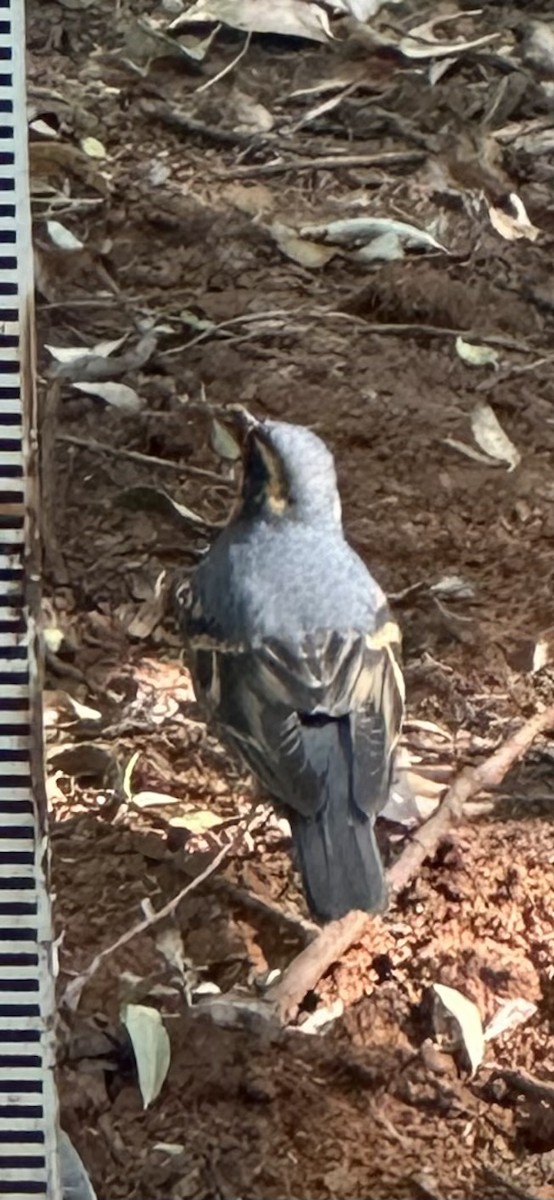 Varied Thrush - ML643161327