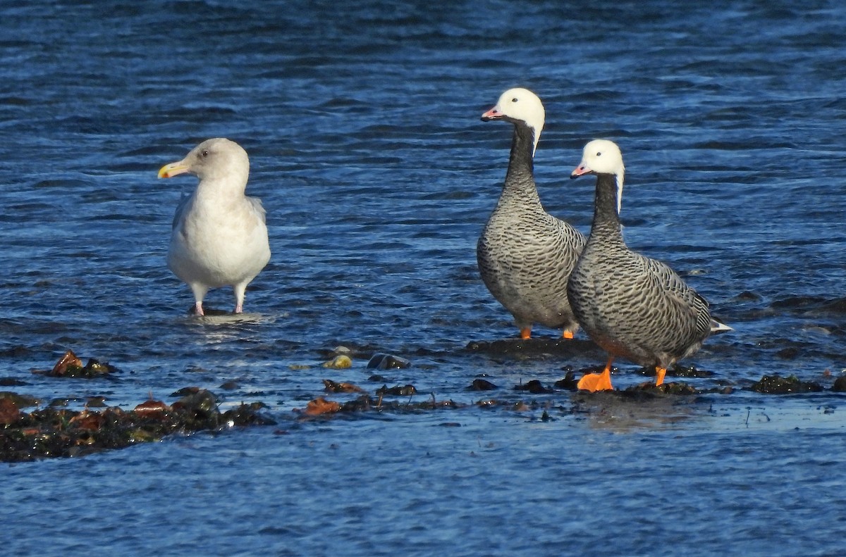 Emperor Goose - ML643161333