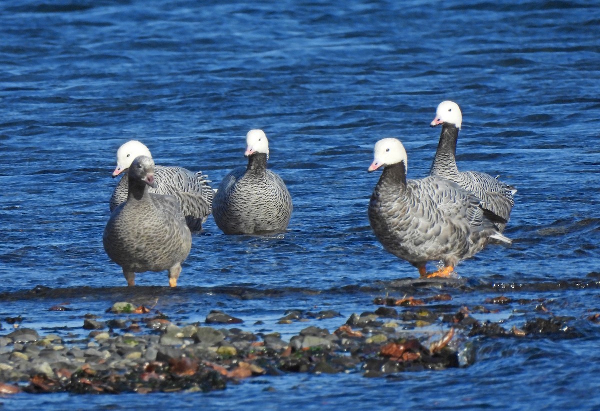 Emperor Goose - ML643161334