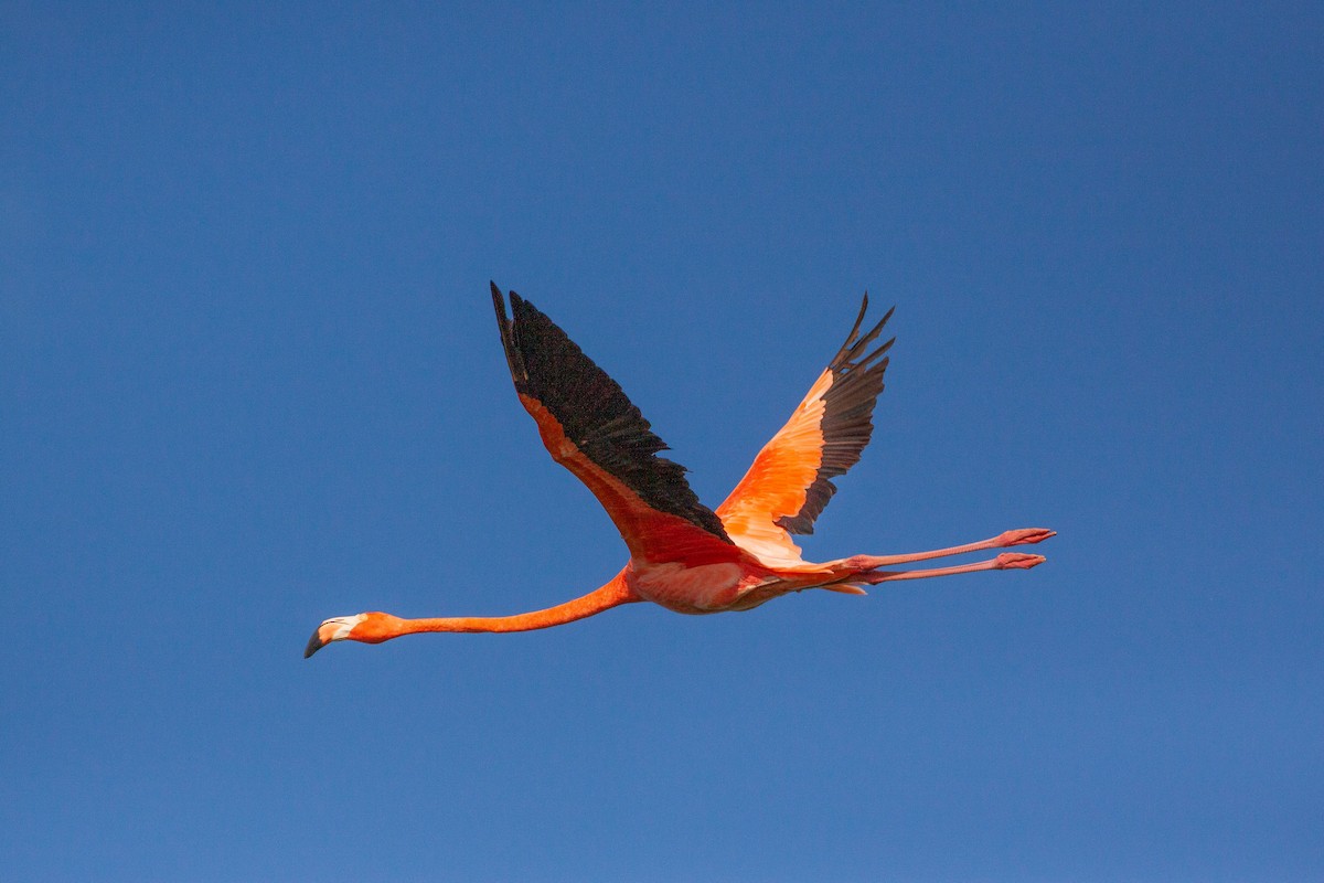 American Flamingo - ML643161335