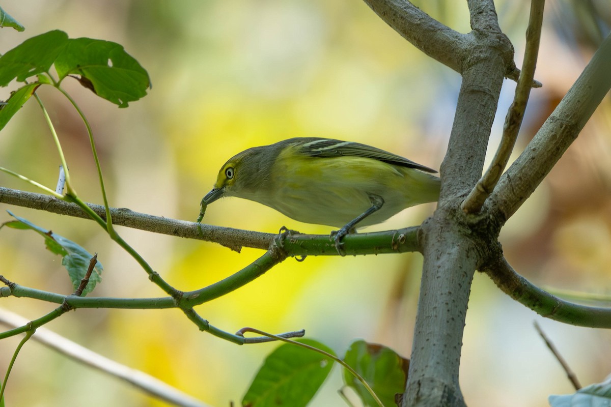 White-eyed Vireo - ML643161338