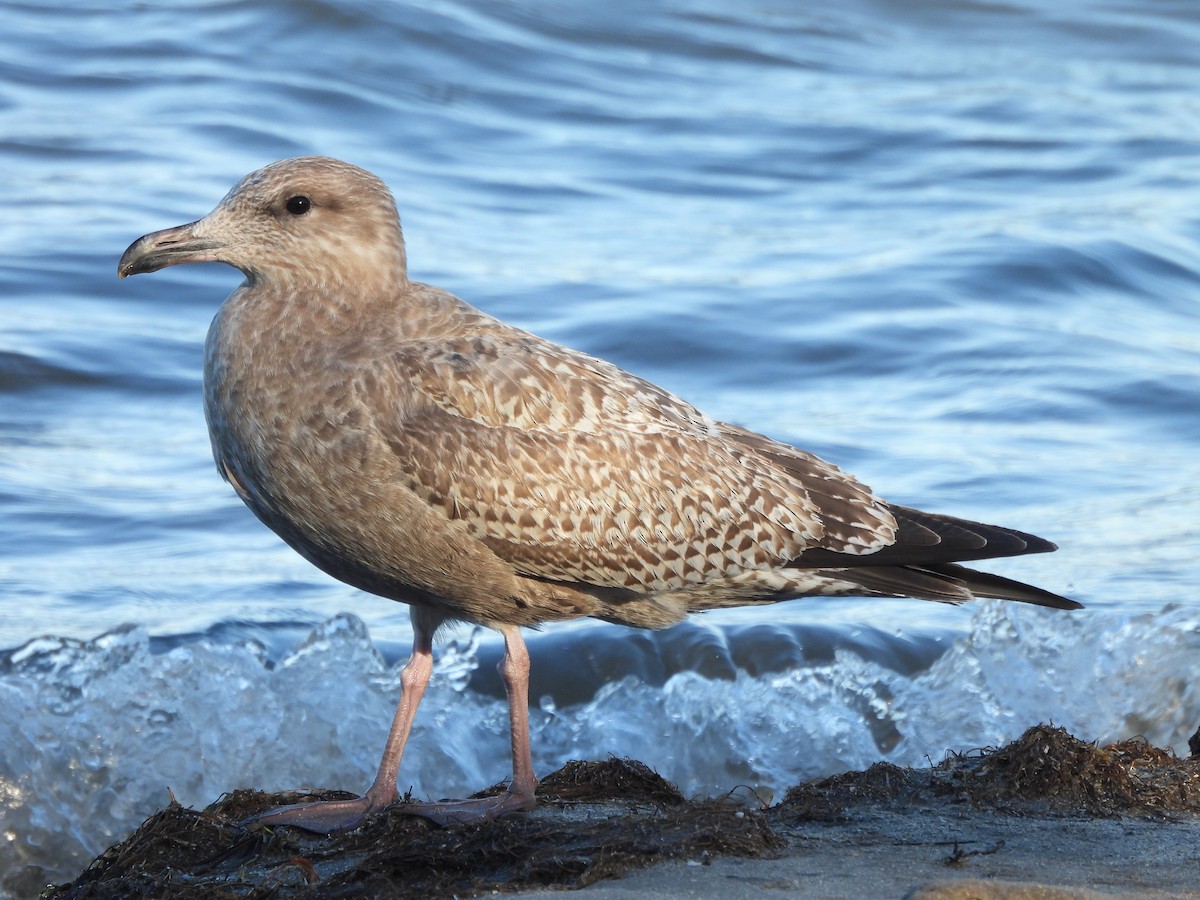 American Herring Gull - ML643161339