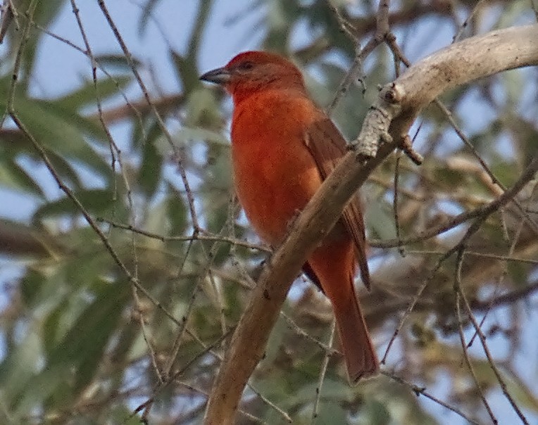 Hepatic Tanager - ML643161342