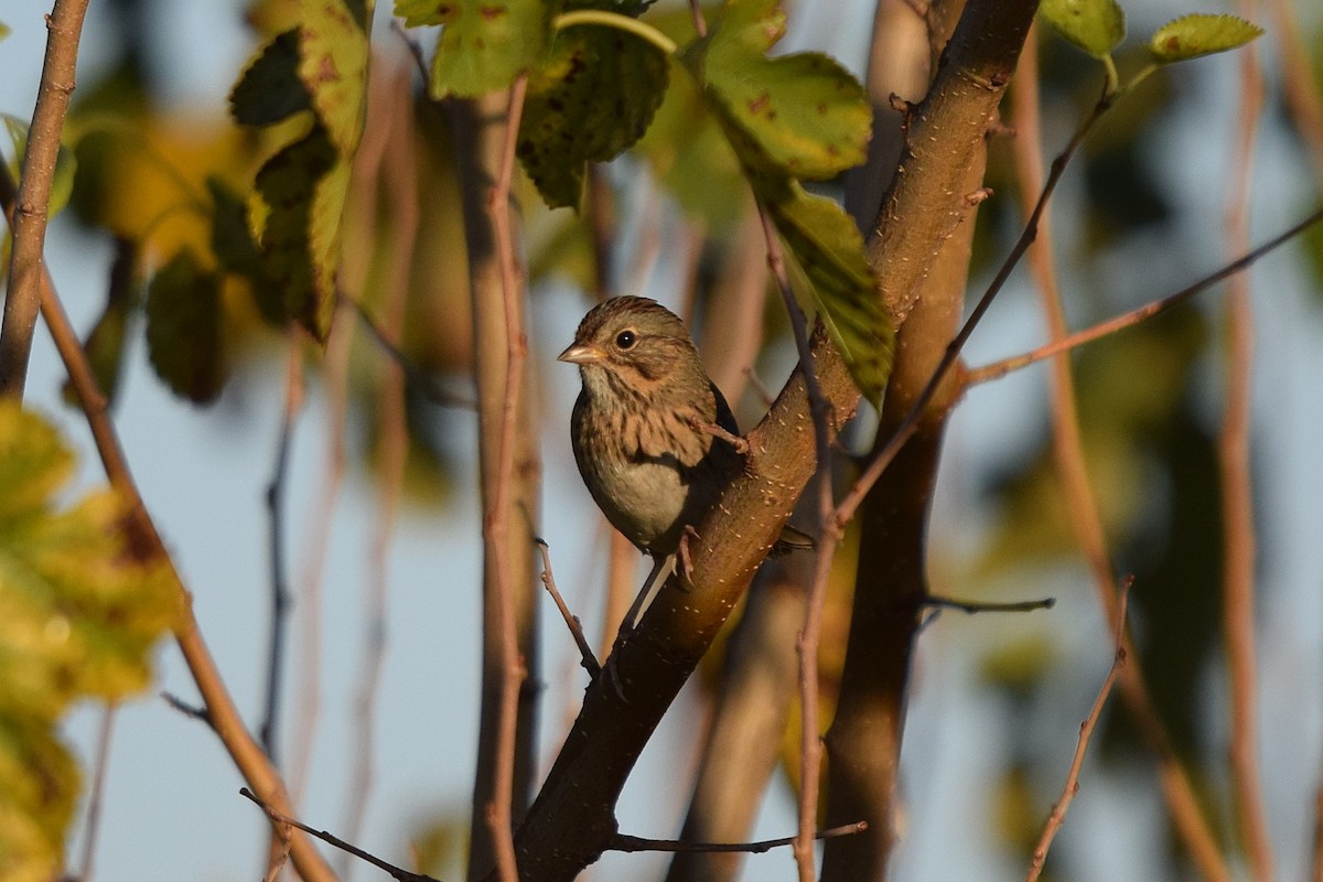 Lincoln's Sparrow - ML643161346