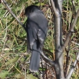 Canada Jay (Boreal) - ML643161350
