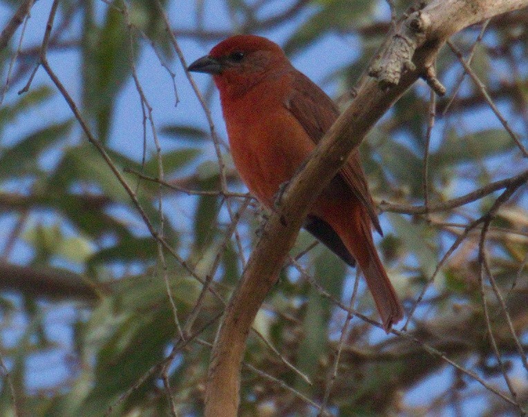 Hepatic Tanager - ML643161352