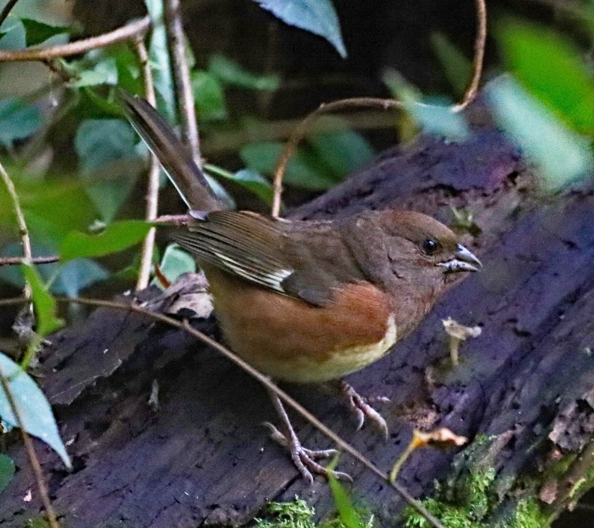 Eastern Towhee - ML643161353