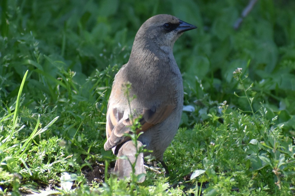 Grayish Baywing - ML643161354