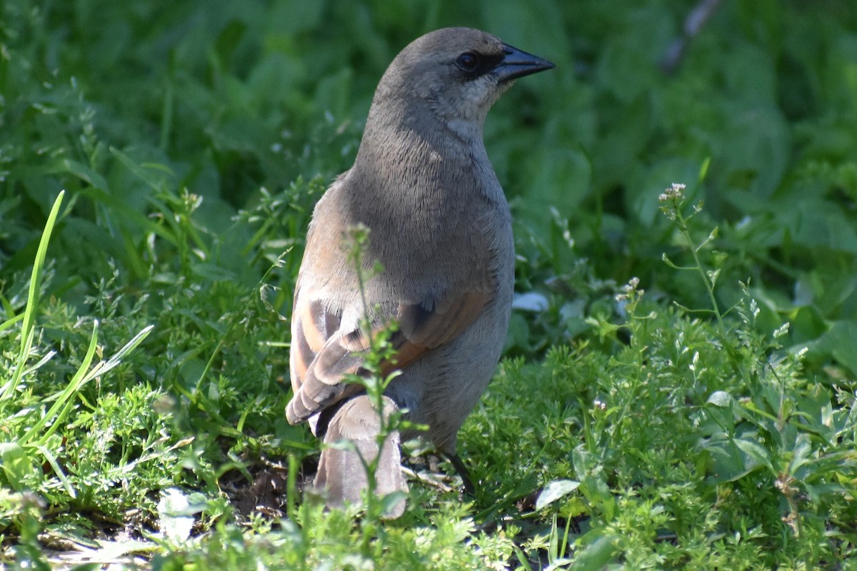 Grayish Baywing - ML643161355