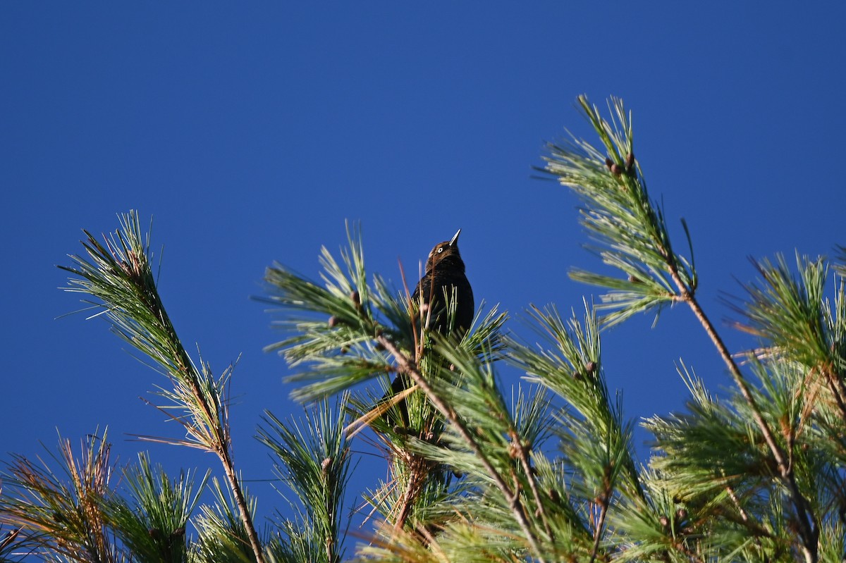 Rusty Blackbird - ML643161365
