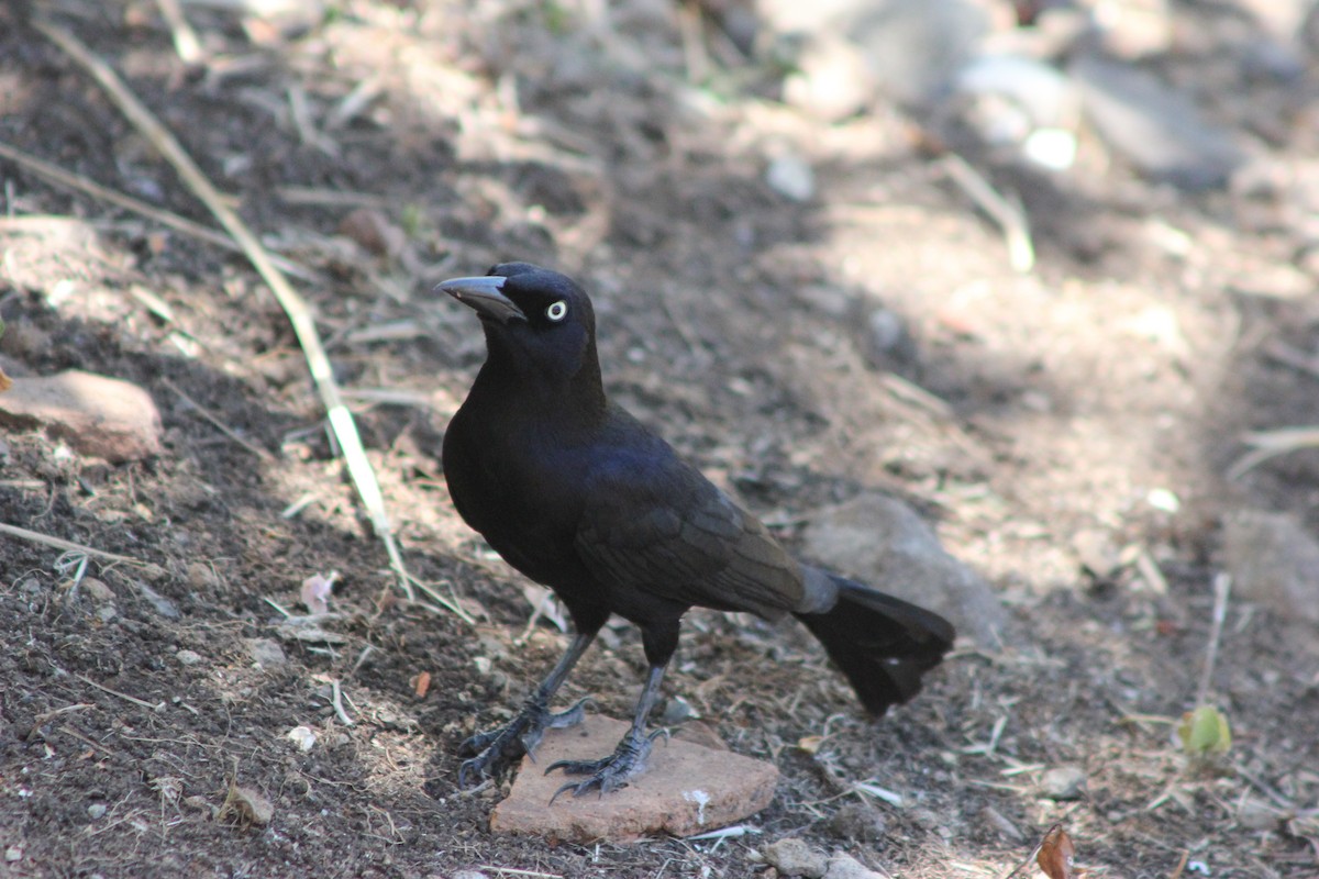 Carib Grackle - ML643161368