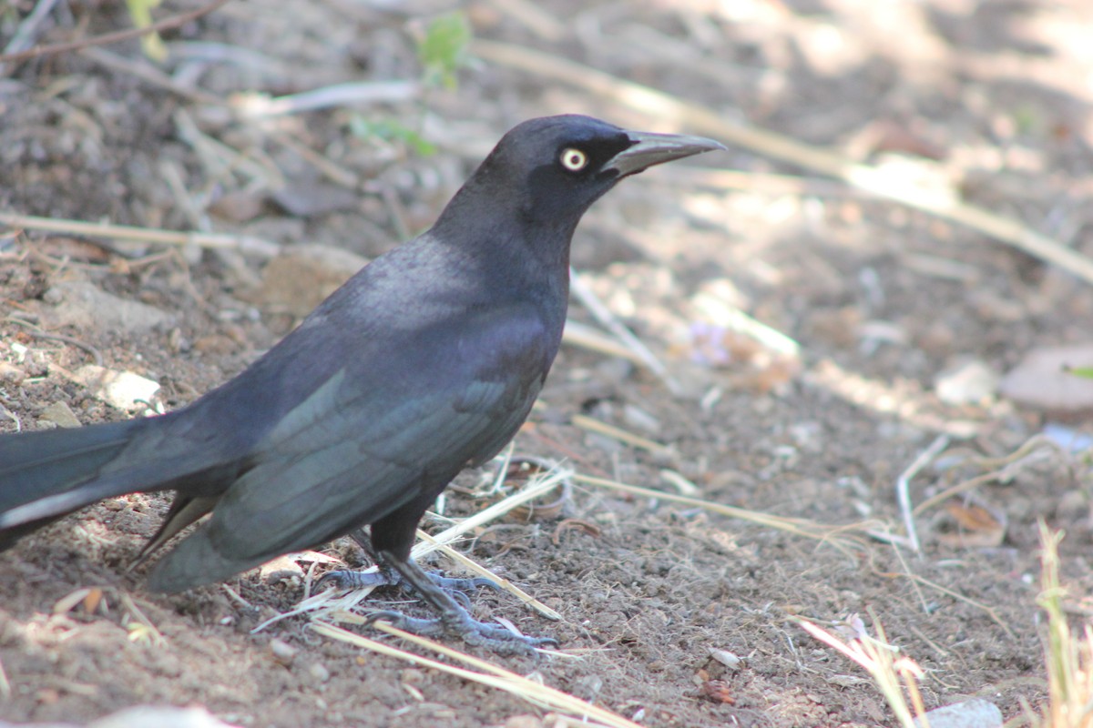 Carib Grackle - ML643161373