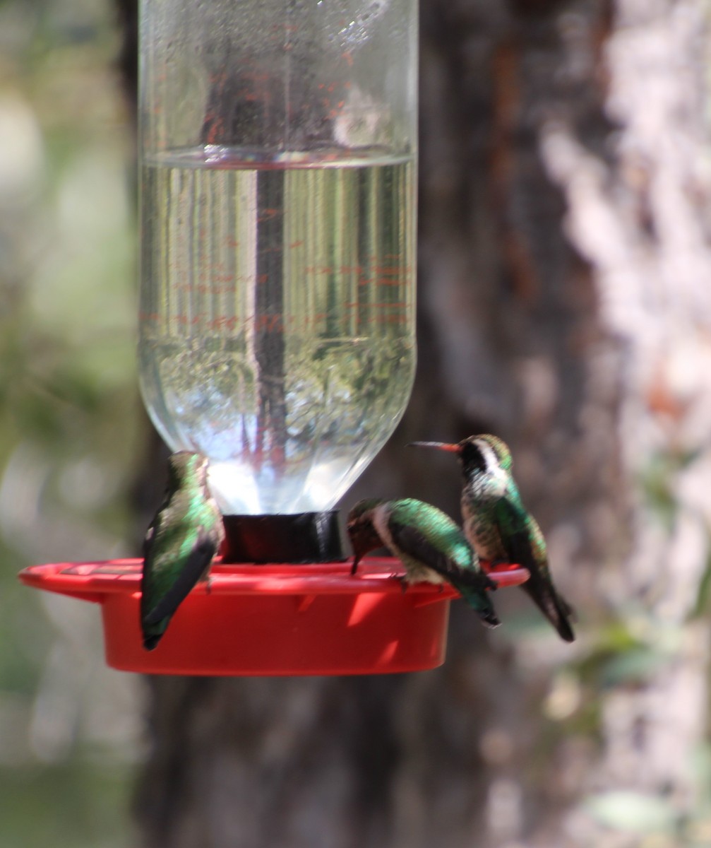 White-eared Hummingbird - ML643161374