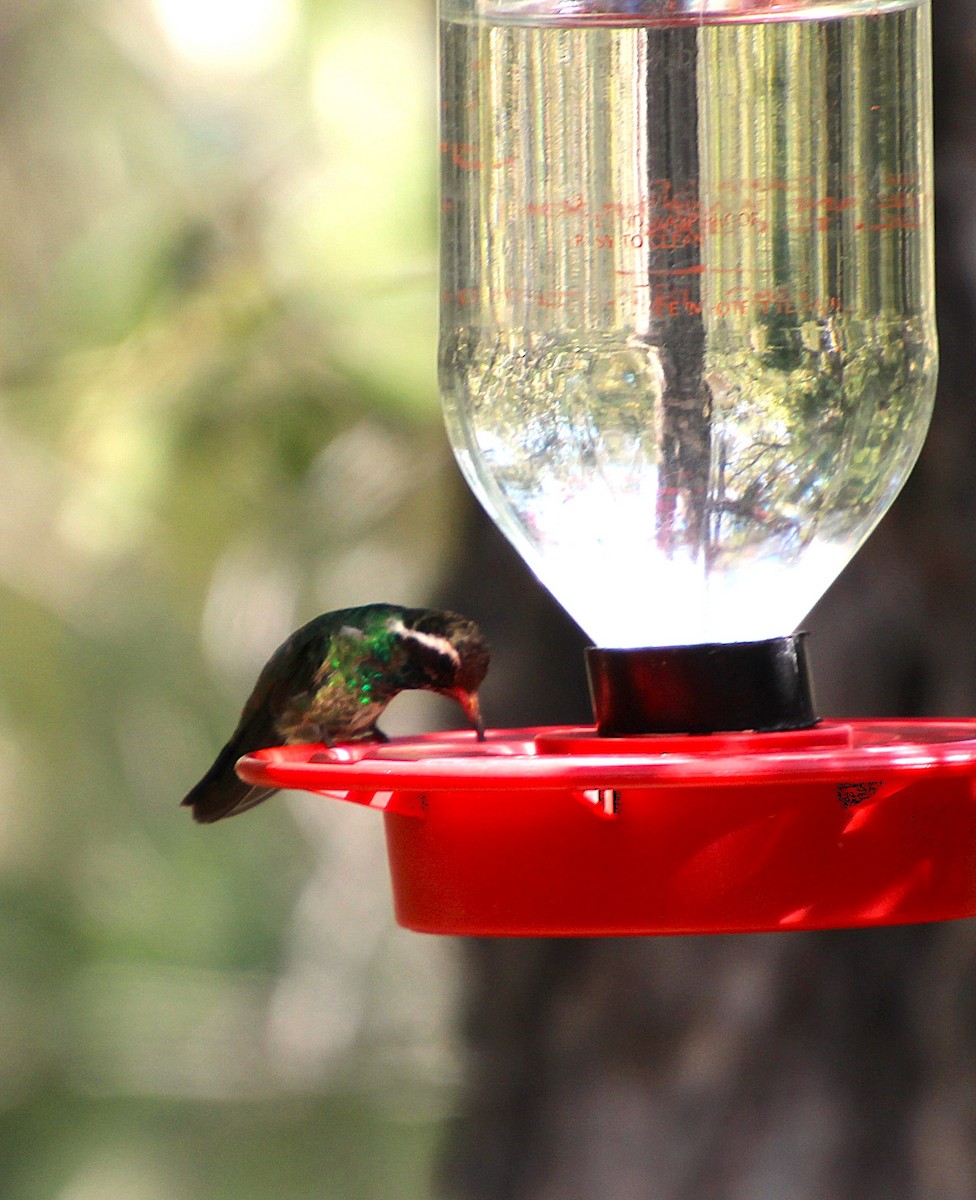 White-eared Hummingbird - ML643161375