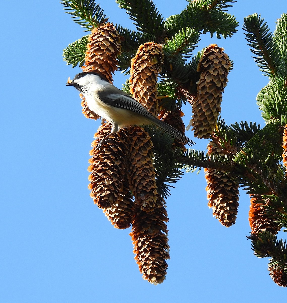Black-capped Chickadee - ML643161386