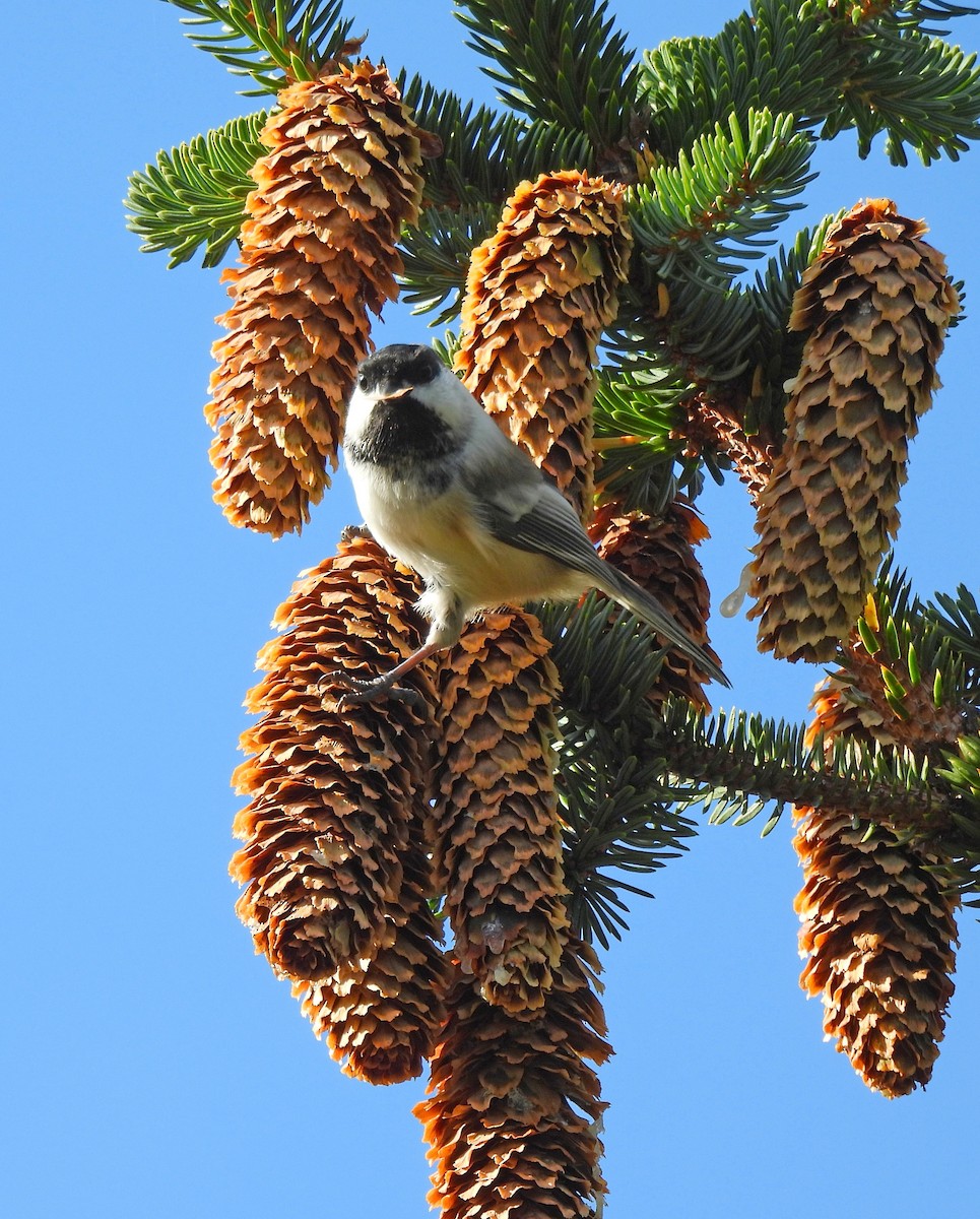 Black-capped Chickadee - ML643161387