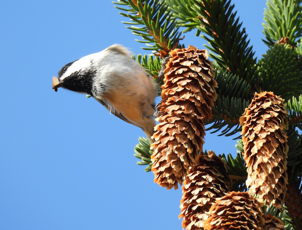 Black-capped Chickadee - ML643161388