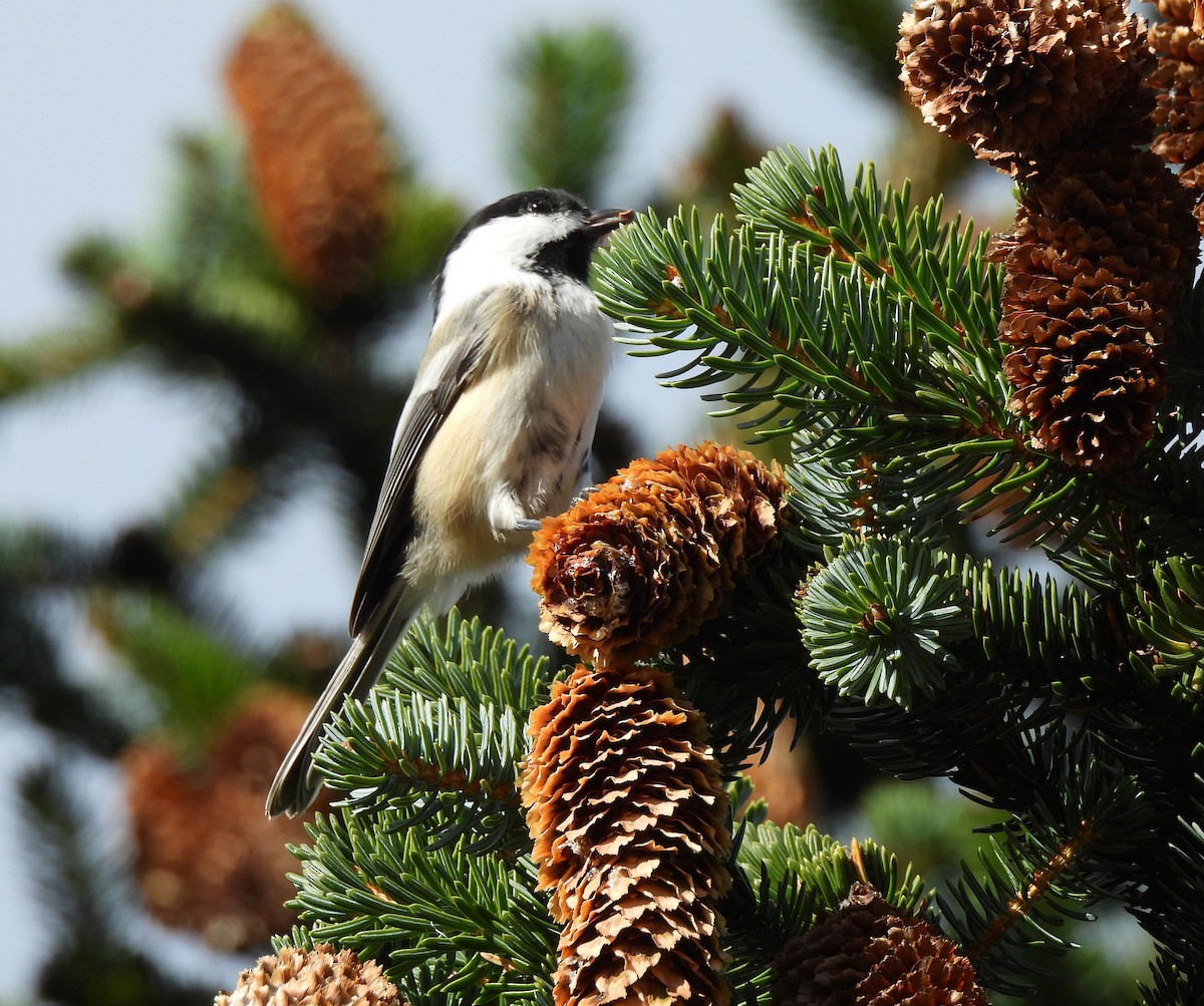 Black-capped Chickadee - ML643161389