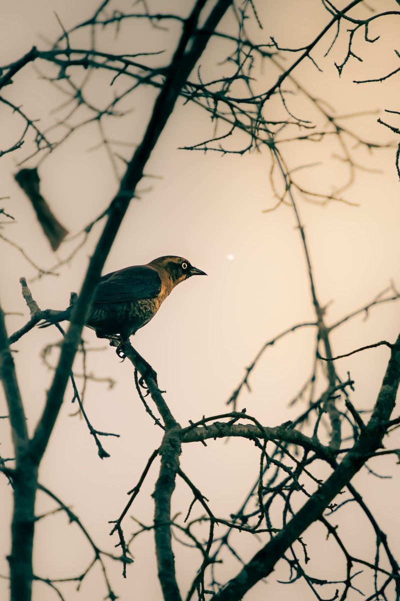 Rusty Blackbird - ML643161393