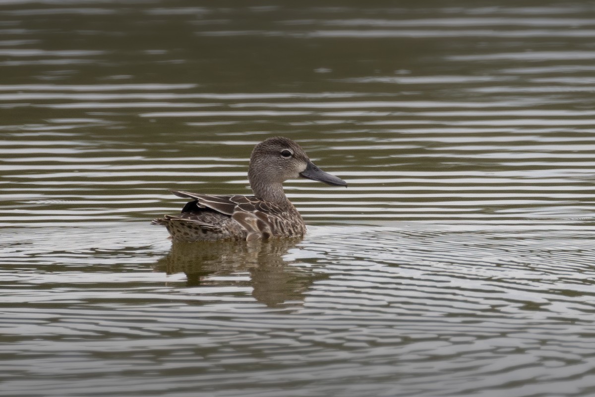Blue-winged Teal - ML643161394