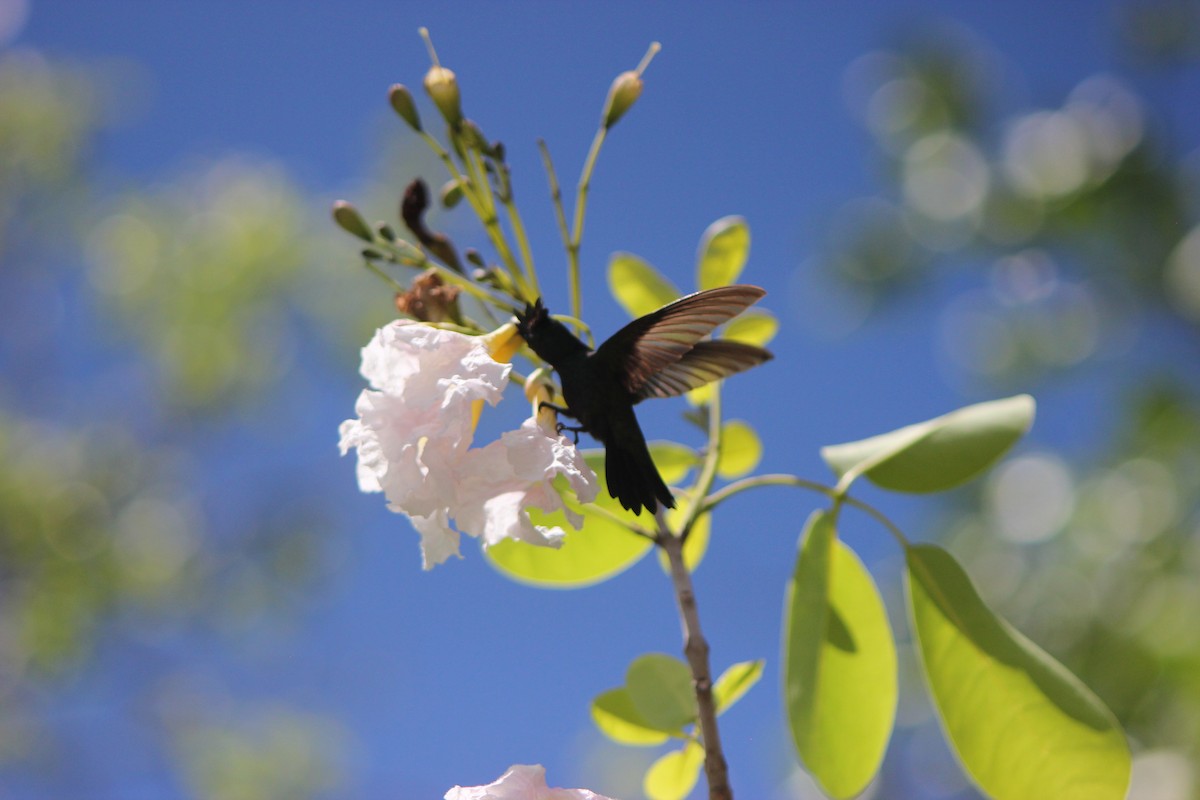 Antillean Crested Hummingbird - ML643161395