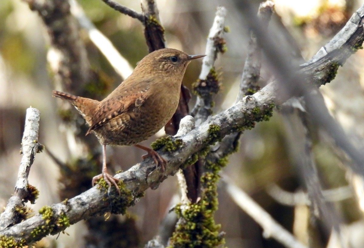 Pacific Wren - ML643161396