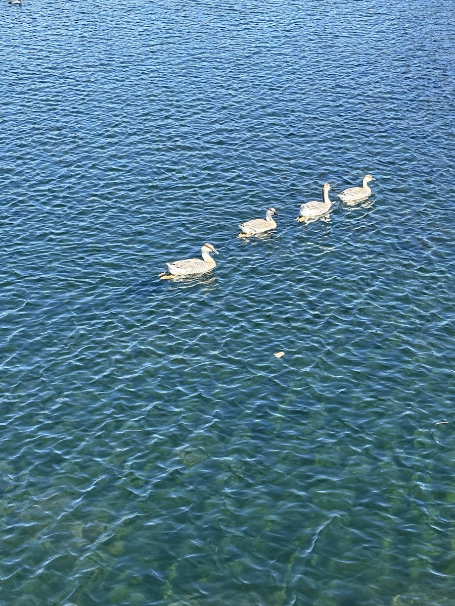 Swan Goose - ML643161414