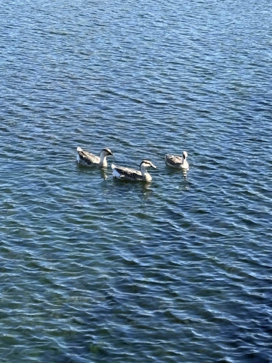 Swan Goose - ML643161416