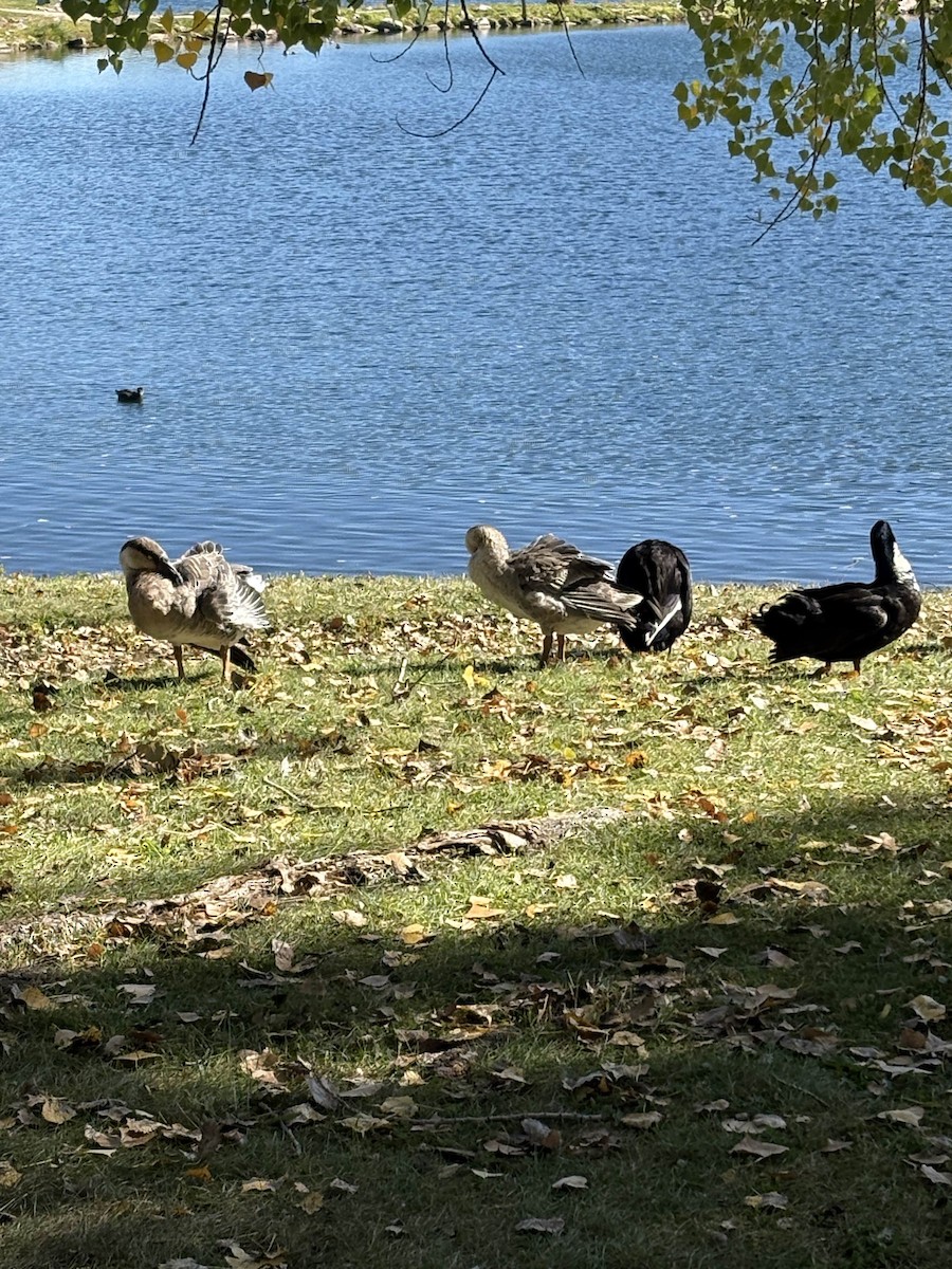 Swan Goose - ML643161417