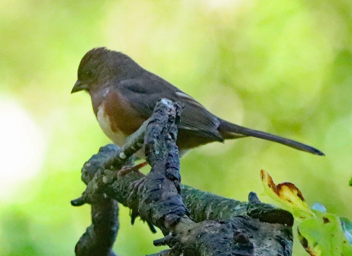 ワキアカトウヒチョウ - ML643161423