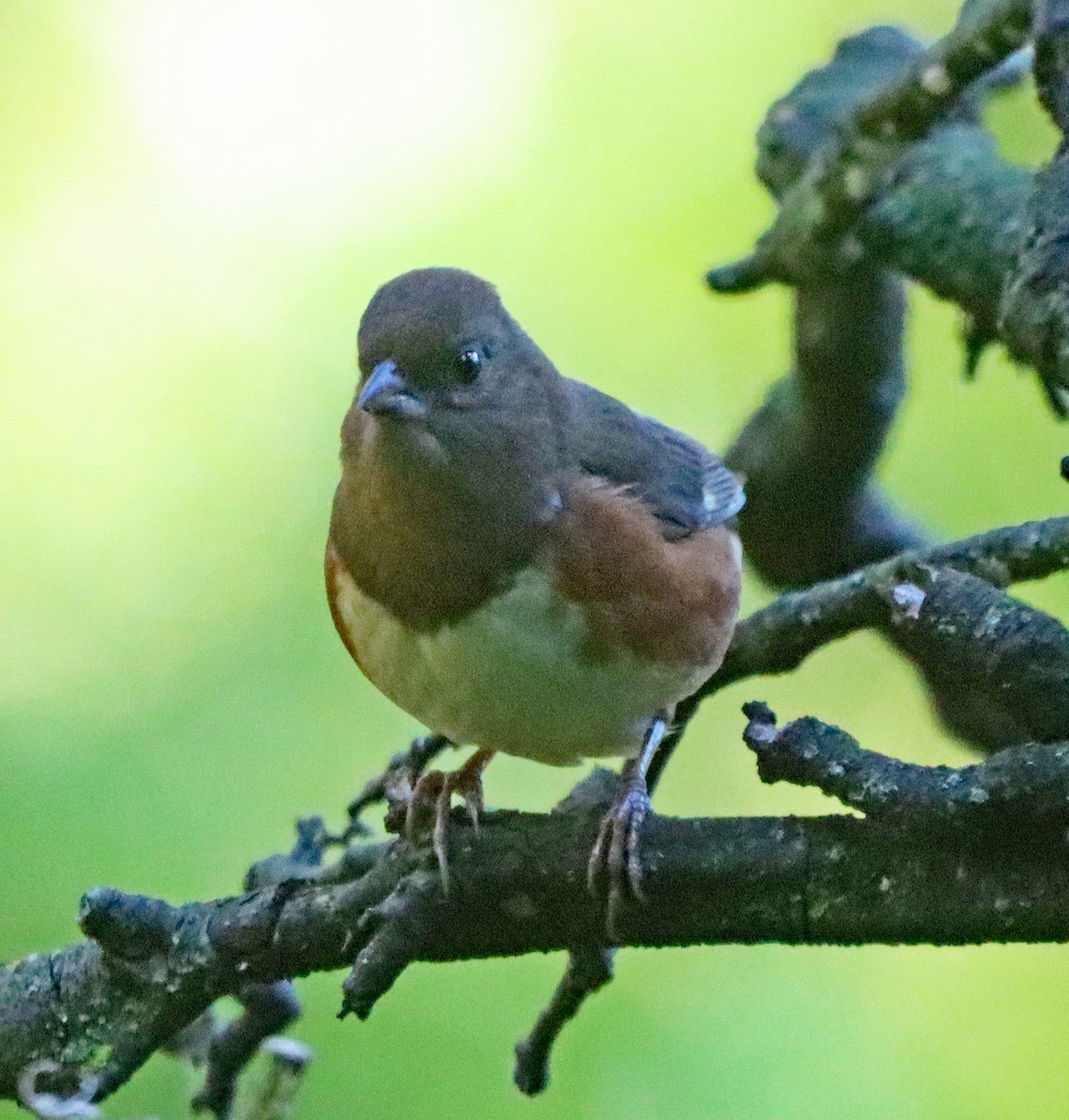 ワキアカトウヒチョウ - ML643161436