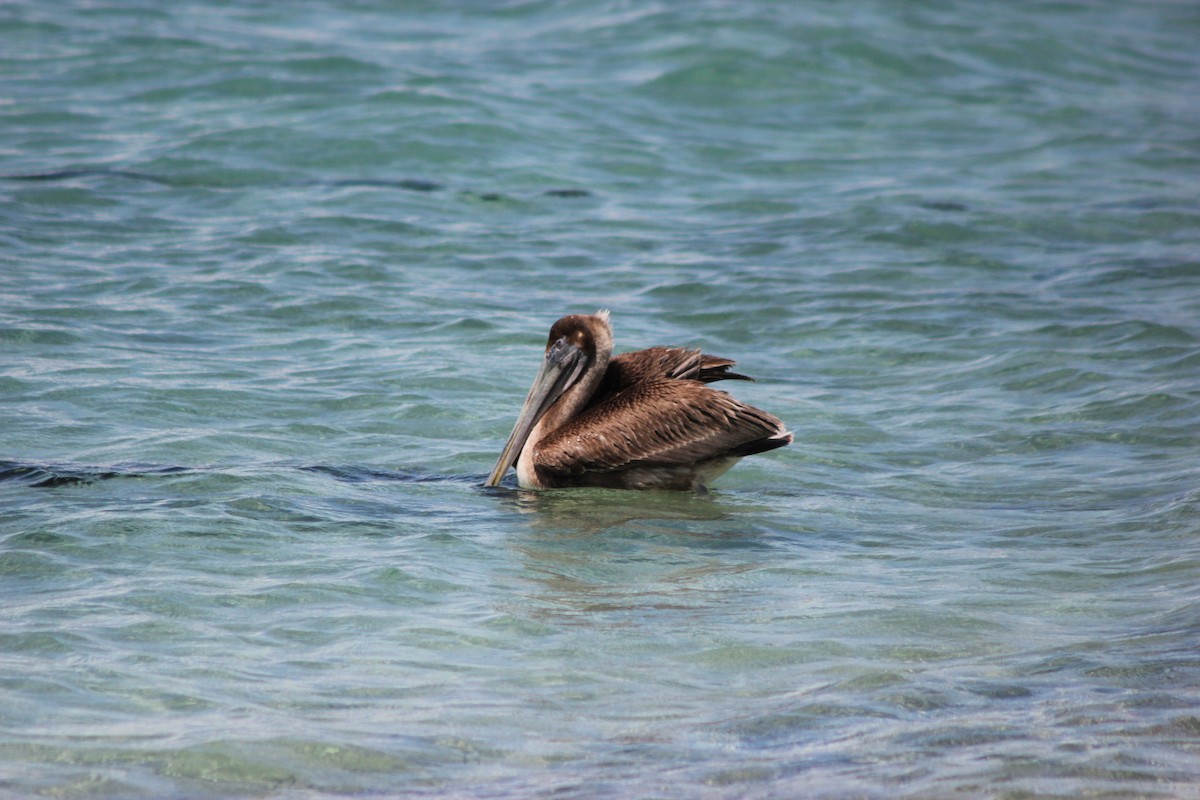 Brown Pelican - ML643161443