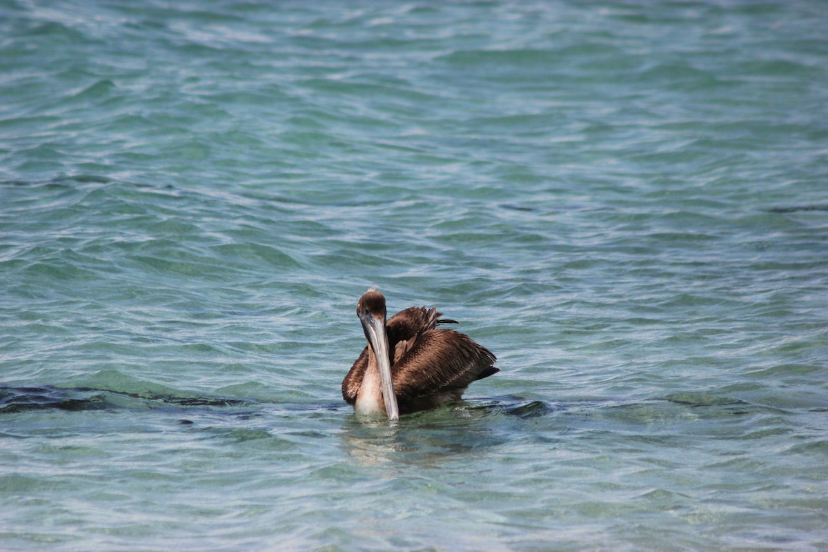 Brown Pelican - ML643161447