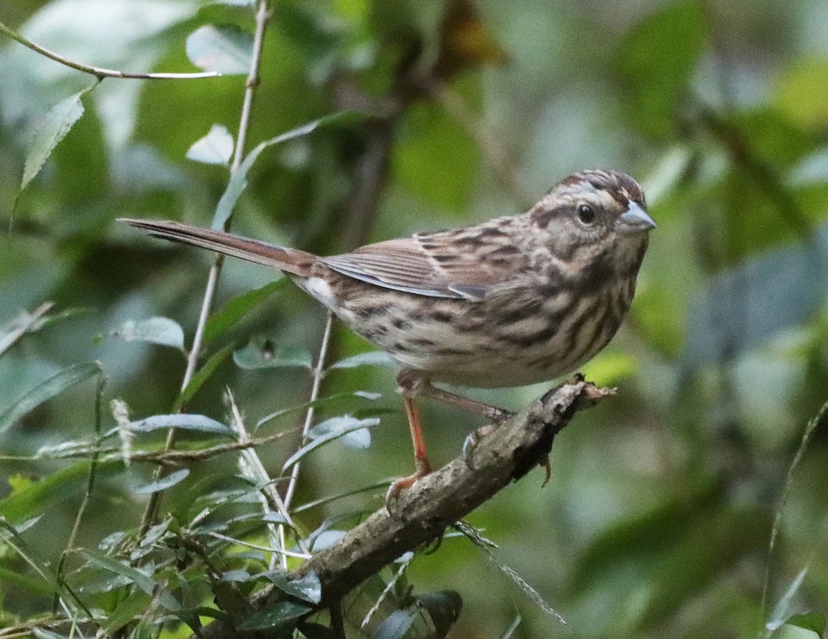 Song Sparrow - ML643161456