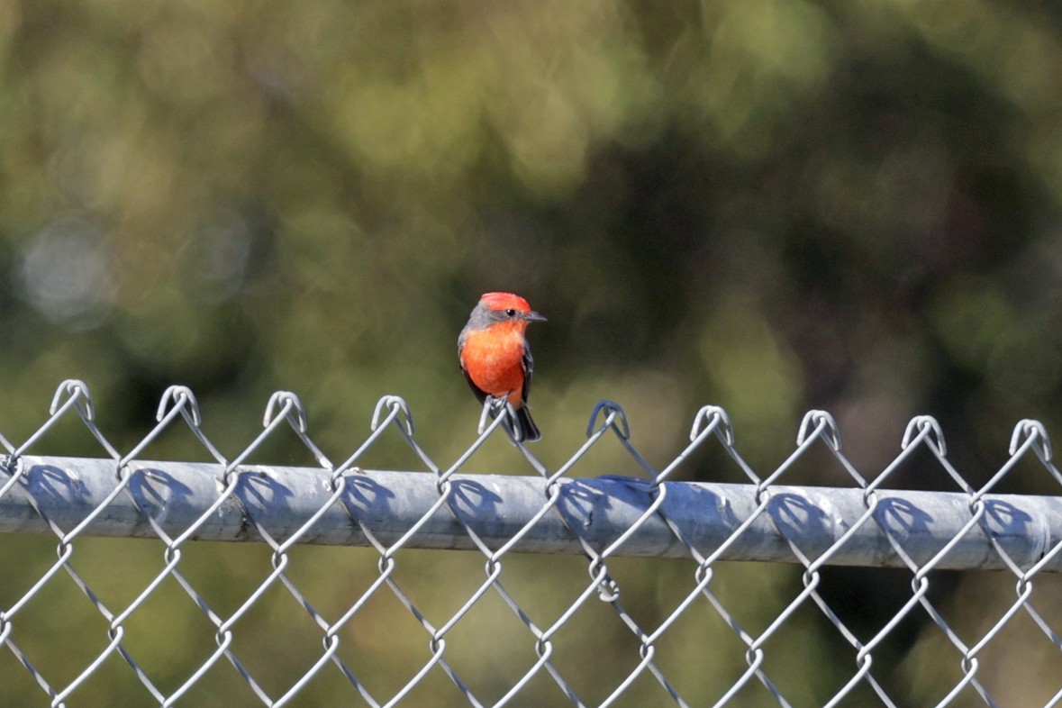 Vermilion Flycatcher - ML643161466