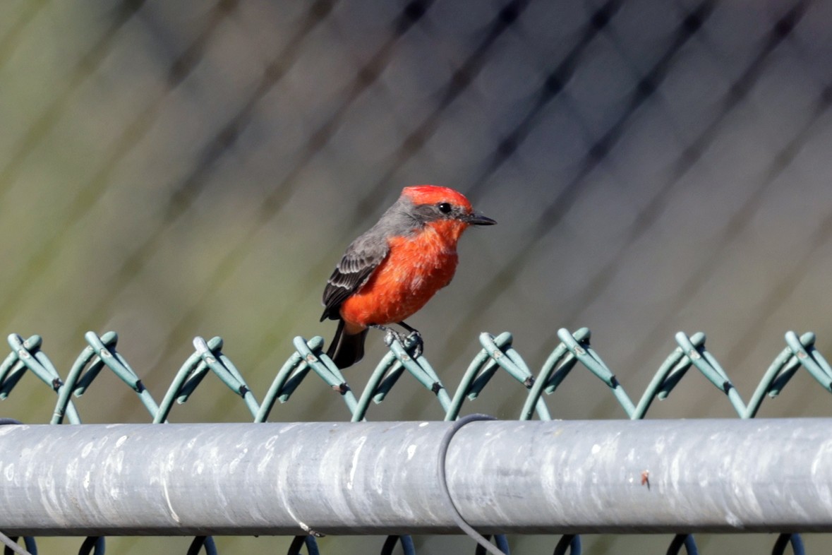 Vermilion Flycatcher - ML643161476