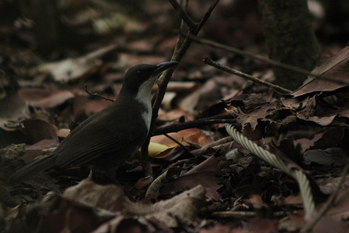 Chestnut-bellied Seed-Finch - ML643161487