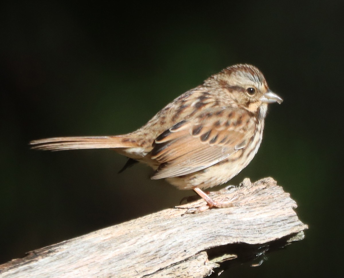 Song Sparrow - ML643161488