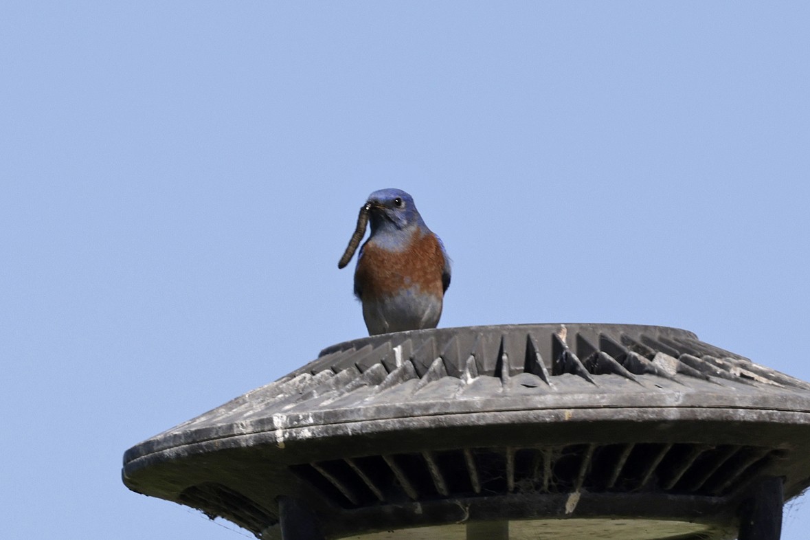 Western Bluebird - ML643161489