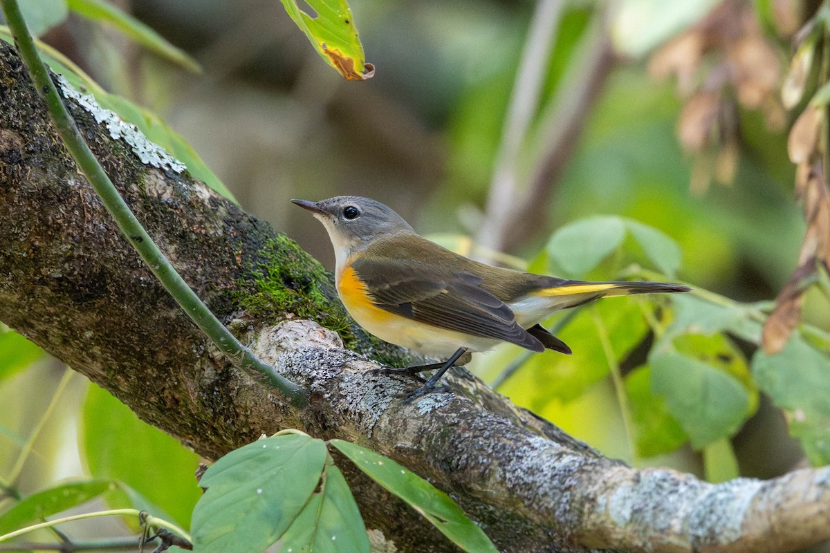 American Redstart - ML643161504