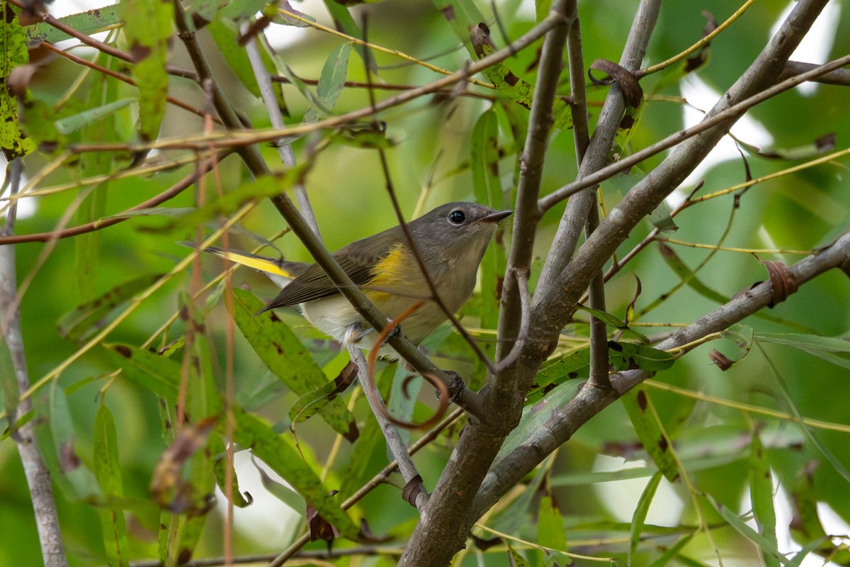American Redstart - ML643161505